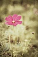 fleurs de cosmos vintage. photo