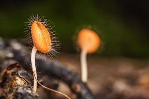 champignons coupe de champignons orange. photo