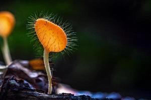 champignons coupe de champignons orange. photo