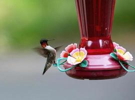 colibri atterrit photo