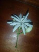 jasmin arabe, fleur blanche, fond d'écran, belle fleur, beauté nature photo