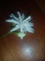jasmin arabe, fleur blanche, fond d'écran, belle fleur, beauté nature photo