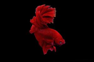 poisson betta super rouge ou poisson de combat moment de déplacement de queue de demi-lune colorée isolée sur fond noir