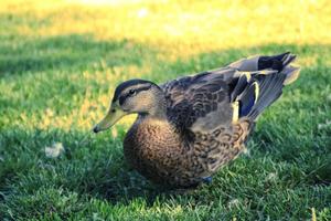 un canard dans l'herbe à miskolc photo