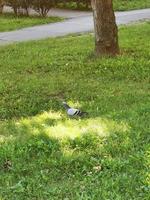 un pigeon assis au sommet d'un champ couvert d'herbe photo