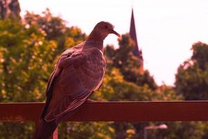 un gros plan d'un pigeon photo