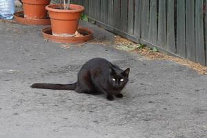 un chat assis sur le côté d'une clôture photo