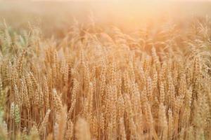 champ de blé au coucher du soleil en ukraine photo