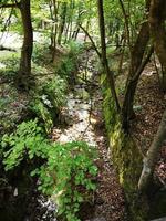 un grand arbre dans une forêt photo