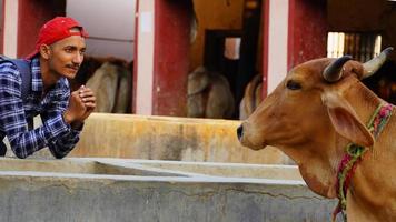 jeune homme regardant la vache brune photo