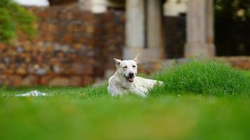 image de chien seul dans la rue en Inde photo