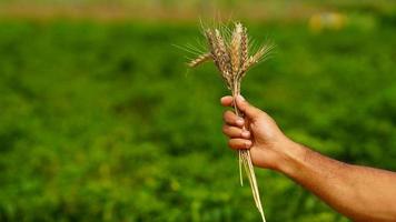 plante de blé dans la main de l'agriculteur photo