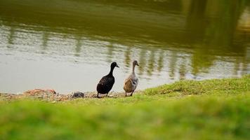 cygne noir et blanc sur l'herbe photo