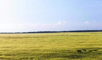 céréales vertes non mûres photo