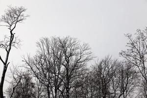 la cime des arbres dans le brouillard photo