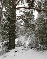 arbres dans la forêt en hiver photo