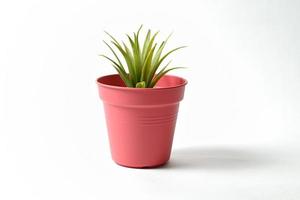 plante dans un pot rose isolé sur fond blanc photo