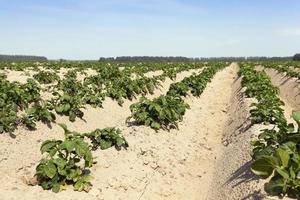 agriculture, champ de pommes de terre photo