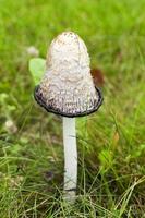 bouse de champignons, gros plan photo