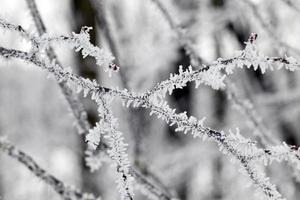 beau givre, gros plan photo