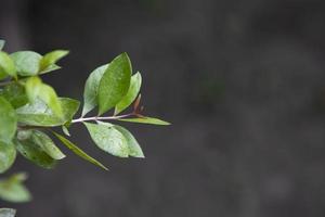 branche de henné vert à base de plantes ou feuilles mehendi pata avec arrière-plan flou photo