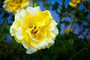 belles roses jaunes naturelles dans un jardin photo