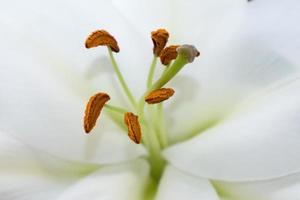 l'étamine et le pistil de lys, macro photo