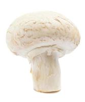 champignons champignons frais isolés sur fond blanc. champignon bio en gros plan. vue de côté photo