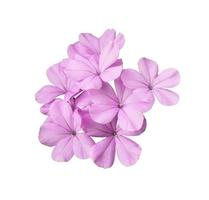 belles fleurs roses de Cape Leadwort ou Plumbago auriculata. gros plan petit bouquet de fleurs rose-violet isolé sur fond blanc. photo