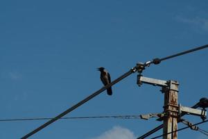 corbeau assis sur la ligne électrique photo
