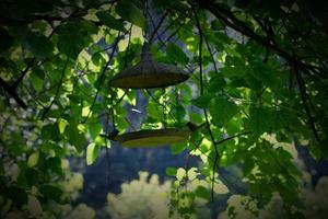 mangeoire à oiseaux suspendue et belles feuilles vertes en arrière-plan photo