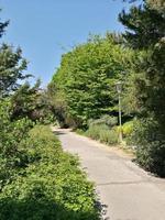 un arbre au bord d'une route photo