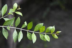branche de henné vert à base de plantes ou feuilles mehendi pata avec arrière-plan flou photo