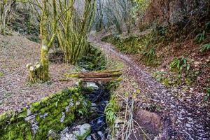 2022 01 30 pont en bois lusiana photo