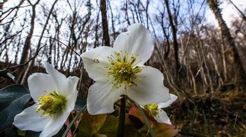 2022 02 20 cogollodelcengio helleborus niger photo