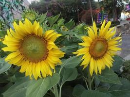 fleurs feuilles vert nature plantes flore photo