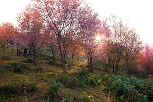 Branche du lever du soleil du matin avec des fleurs de sakura roses à phu lom lo, loei thaïlande photo