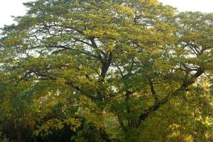 vieil arbre puissant avec des feuilles vertes de printemps photo