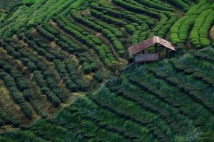 Plantation de thé et cabane dans le doi ang khang, Chiang Mai, Thaïlande photo