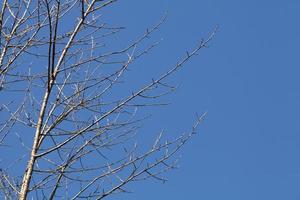 brindilles d'arbres avec troncs et branches nus photo