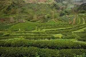 Plantation de thé dans le doi ang khang, chiang mai, thaïlande photo