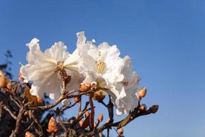 Fleur de rhododendron ludwigianum mille ans rose blanche à doi luang chiang dao à chiang mai, thaïlande photo