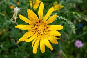 fleur jaune dans le jardin photo