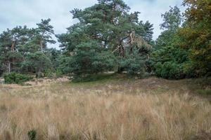 paysage avec des arbres photo