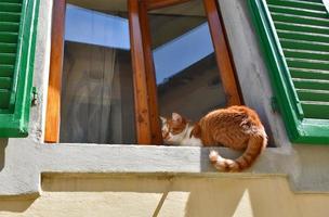 Chat tigré orange en rebord de fenêtre avec volets verts photo