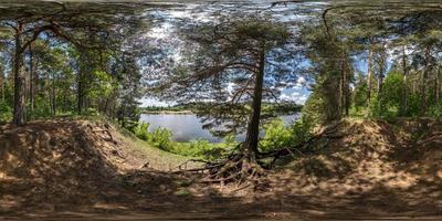panorama hdri sphérique complet et harmonieux vue d'angle à 360 degrés dans la forêt de pins avec des racines d'arbres maladroites près de la rivière en projection équirectangulaire, prêt vr ar contenu de réalité virtuelle photo
