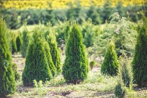 rangées de jeunes conifères en serre avec beaucoup de plantes en plantation photo