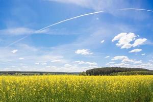 champ de belle fleur dorée printanière de colza avec ciel bleu, canola colza en latin brassica napus avec route rurale et beau nuage, le colza est une plante pour l'industrie verte photo