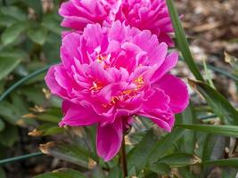 belle variété de fleurs de pivoine rose décorative dans un jardin photo