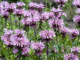 monarda beauté de cobham floraison dans un jardin photo